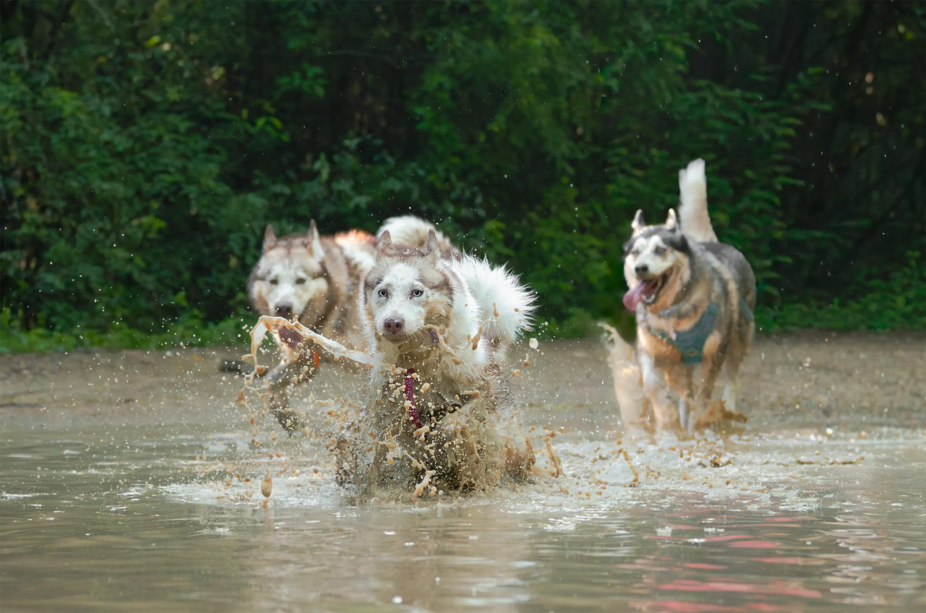 Manada Feliz — sesión para dos perros o más
