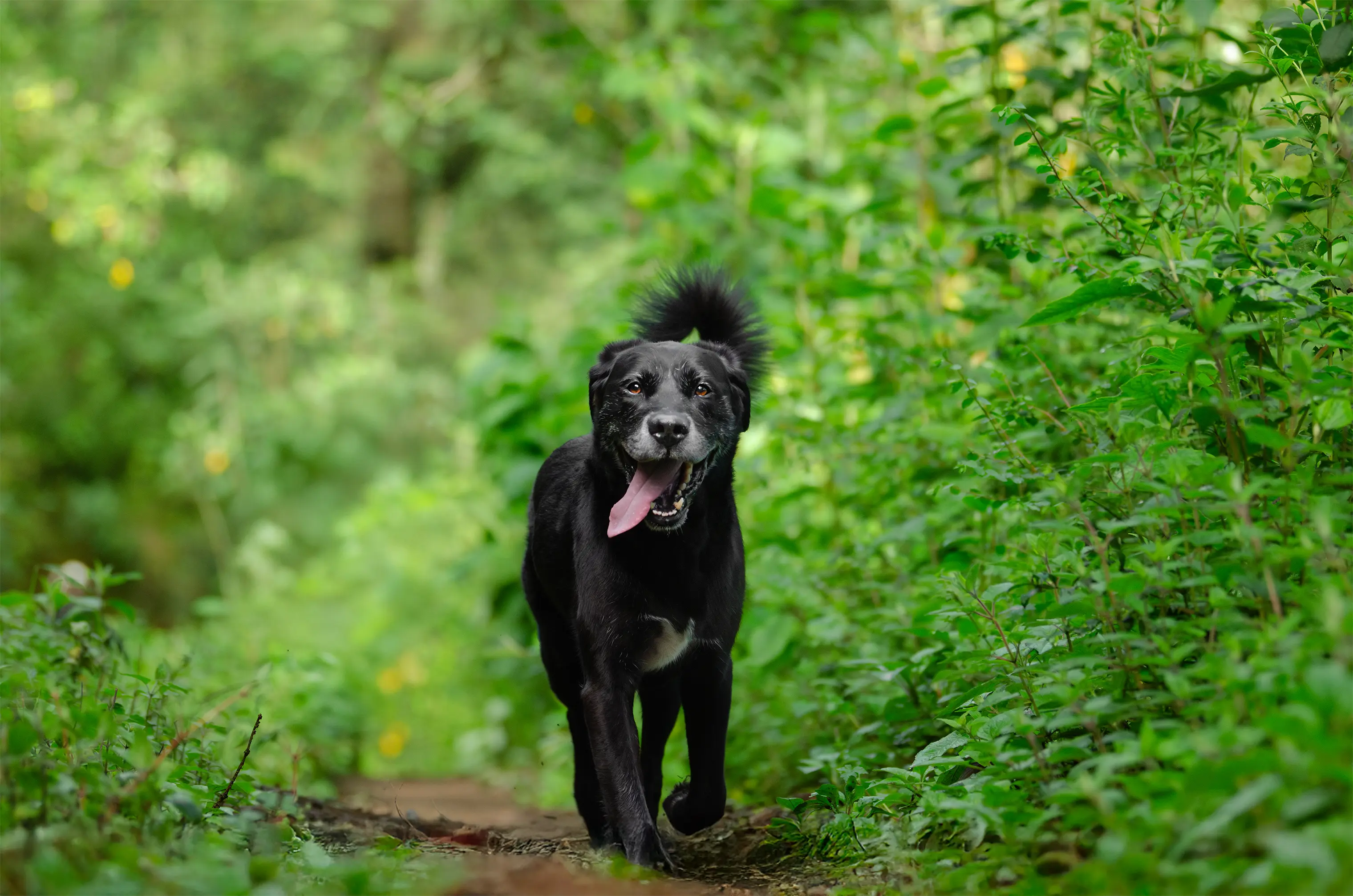 Espíritu Valiente — sesión para perros sensibles o intensos