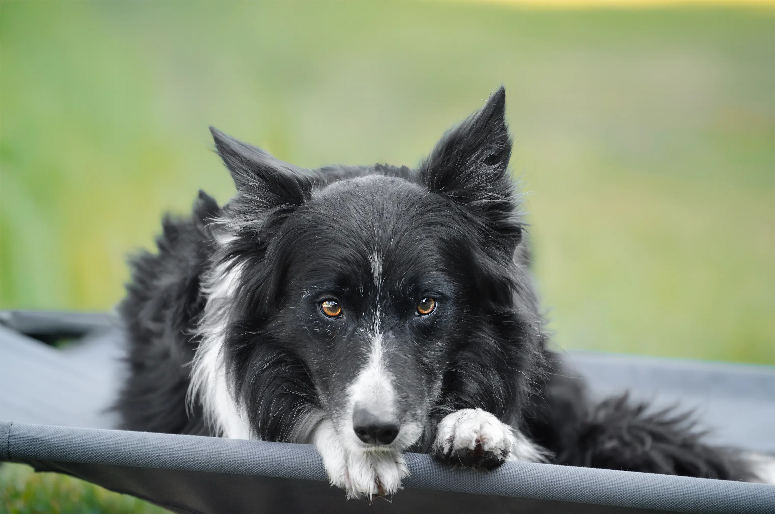 Conexión Urbana — sesión para perros sociables